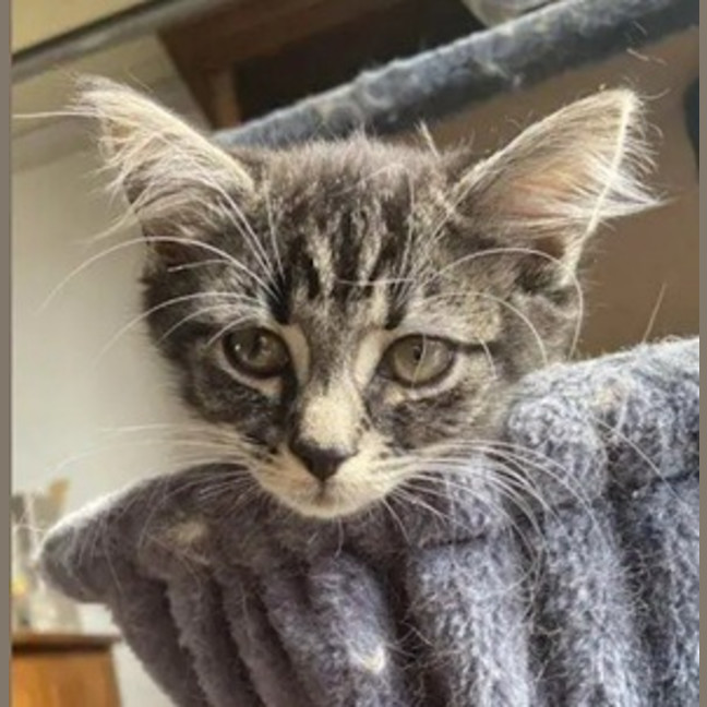 Photo of Jinx