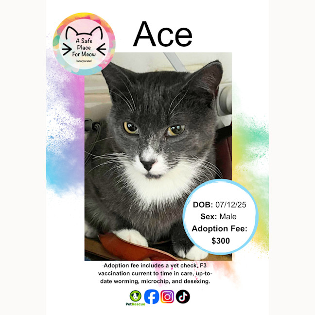 Photo of Ace