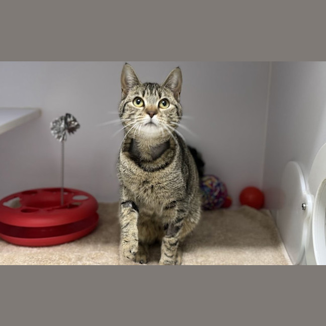 Photo of Truffle