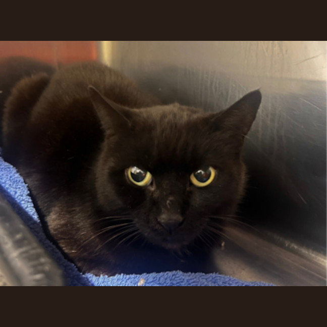 Photo of Mystique (With Panda)