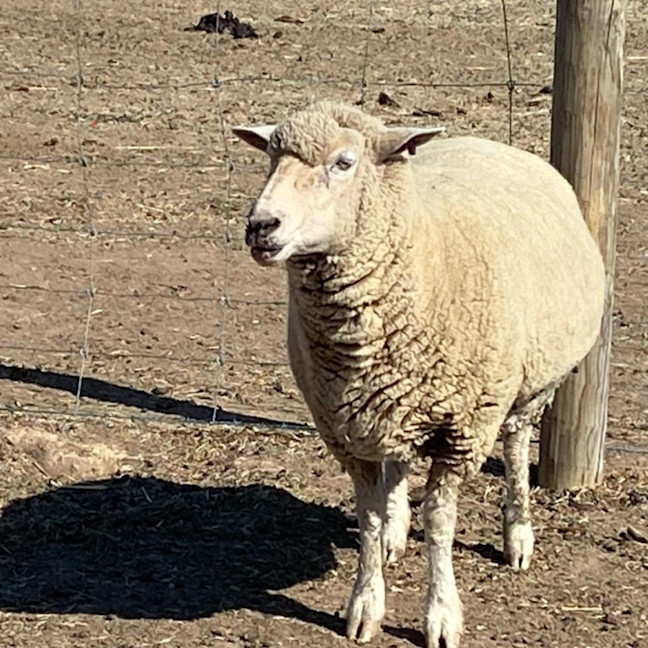 Photo of Family Flock