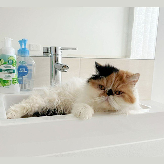 Photo of 🎩Liza Meownelli🎩