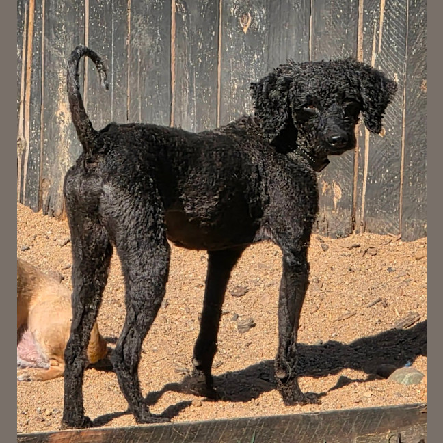 Photo of Zebi