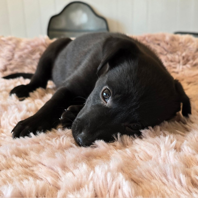 Photo of Camilla The Chicken