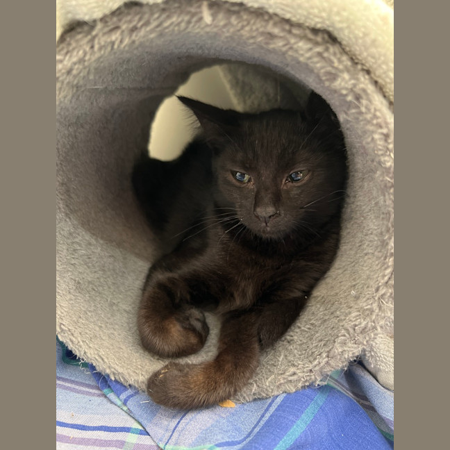 Photo of Luna