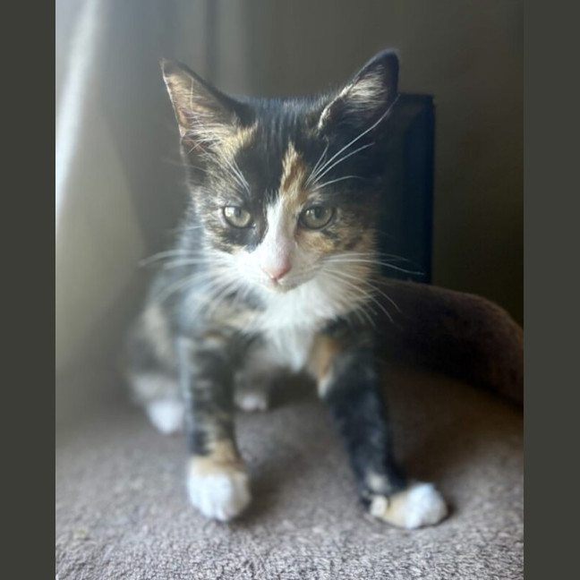 Photo of Twix