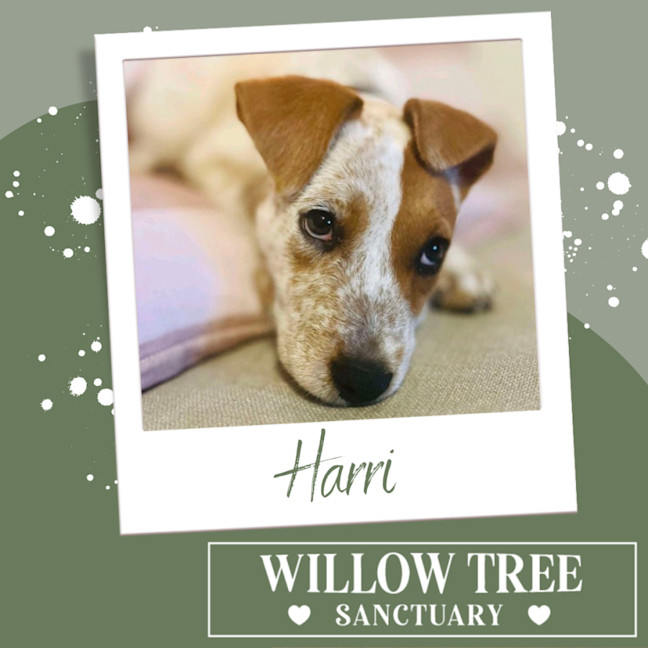 Photo of Harri