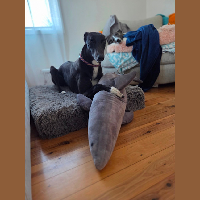 Photo of Drew, The Greyhound