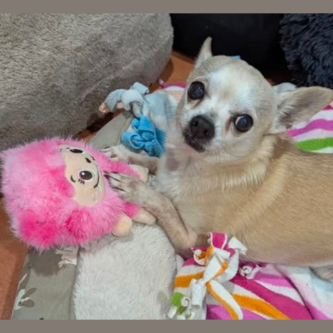 Photo of Dobbie