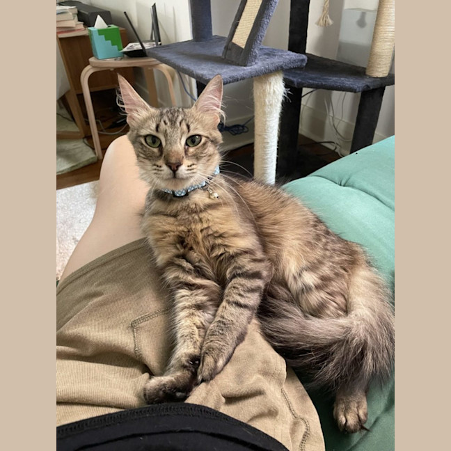 Photo of Abigail   Now Available At Pet Quarters Broadmeado