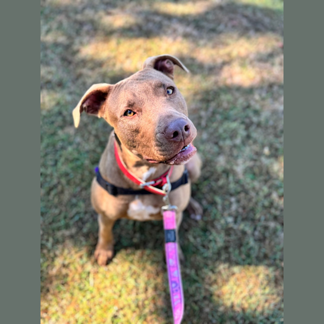 Photo of Cinnamon Toast