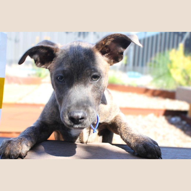 Photo of Marvin   6 Month Old Cattle Dog X Staffy