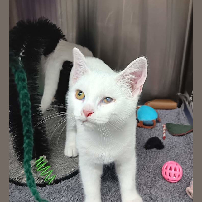 Photo of Percy
