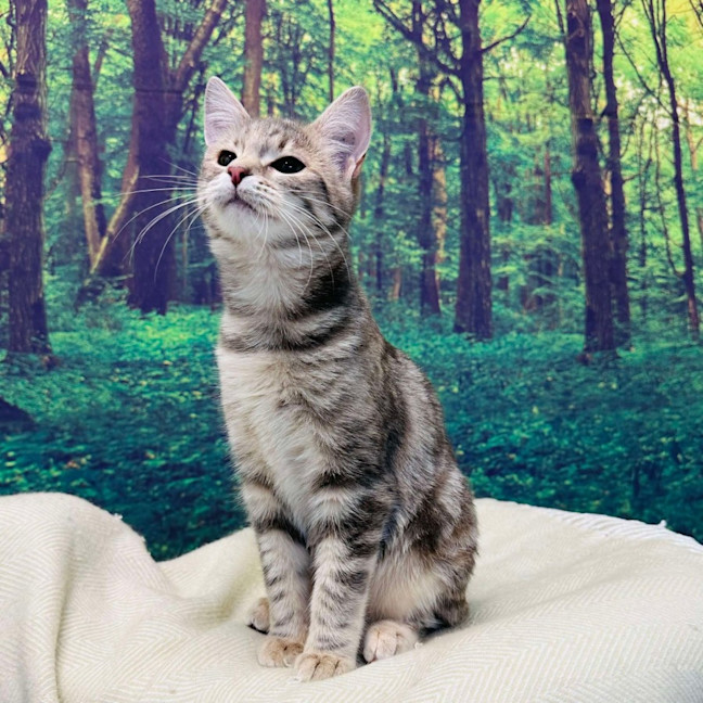 Photo of Hummingbird   Located In Endevour Hills