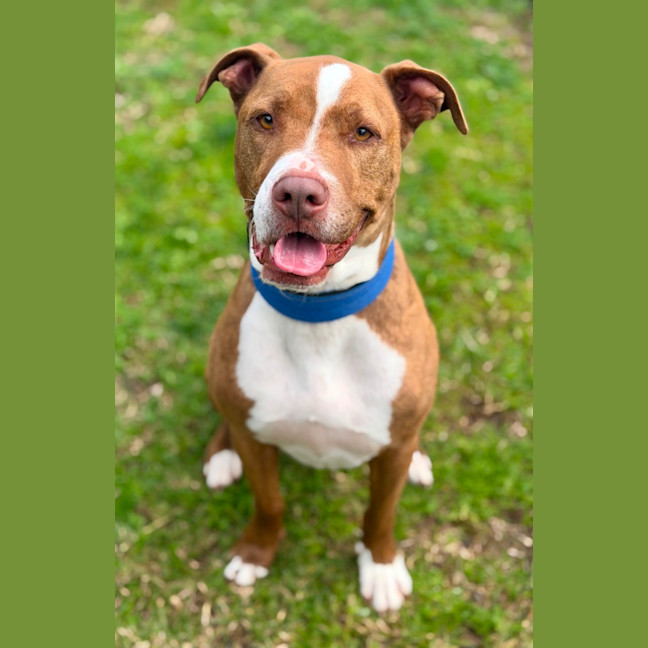 Photo of Simba