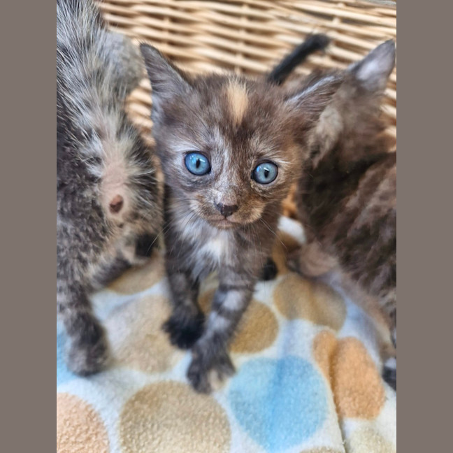 Photo of Tassie Devil 