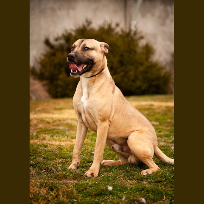 Photo of Banjo 