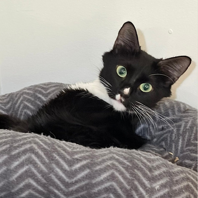Photo of Whiskers