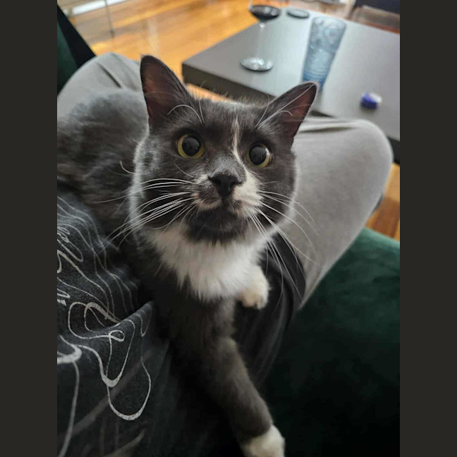 Photo of Morris