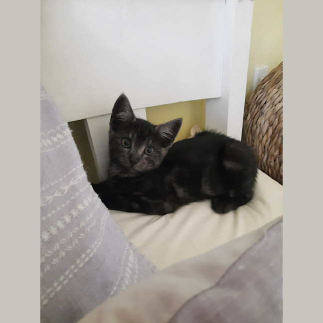 Photo of Odon   Located In Albert Park