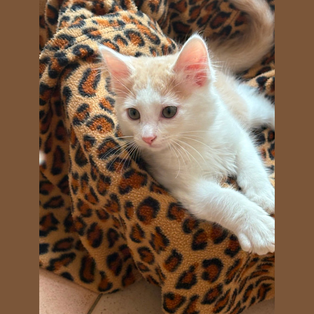 Photo of Cruz 🐯💙🐾