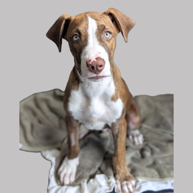Photo of Soxx