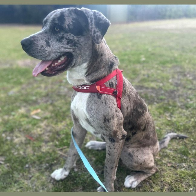 Photo of Patch