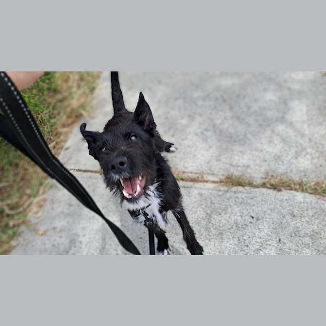 Photo of Smiffy