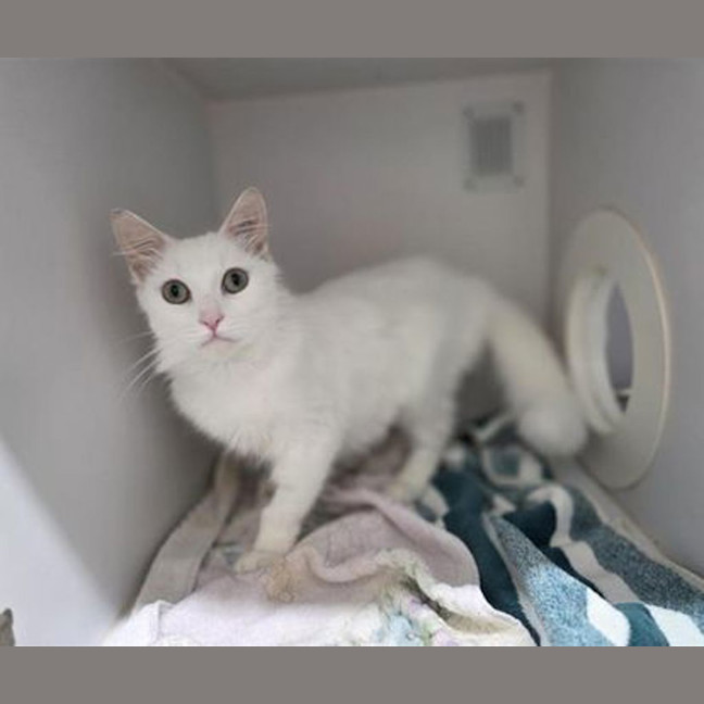 Photo of Gwen Stacey