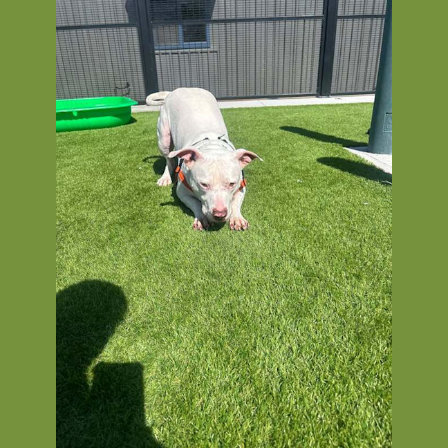 Photo of Ghost