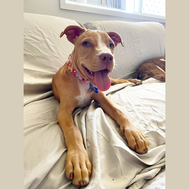 Photo of Susie   5 Month Old Staffy X