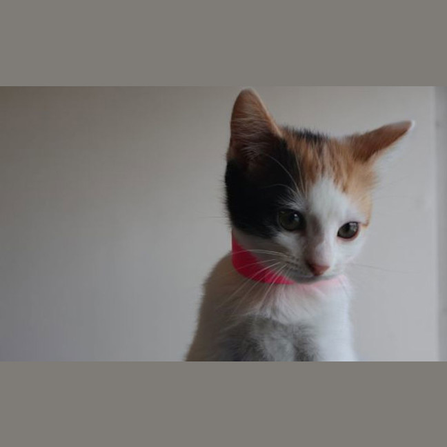 Photo of Moo