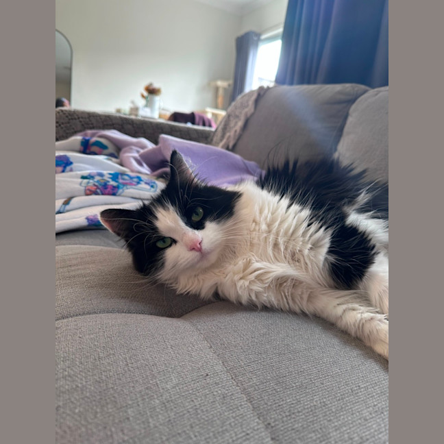 Photo of Luna