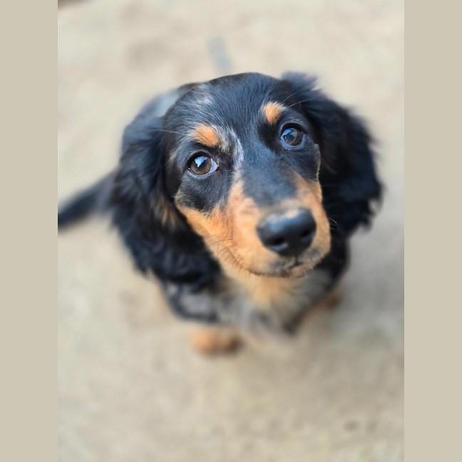 Photo of Bread Crumb