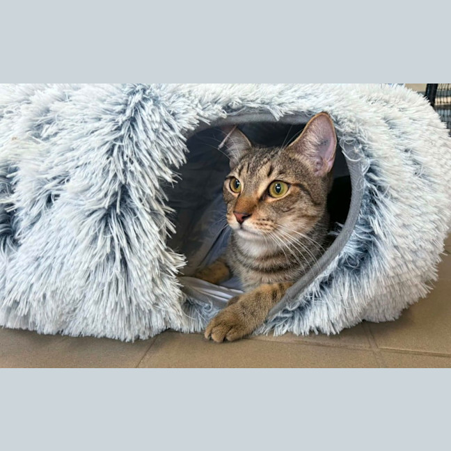 Photo of Oska