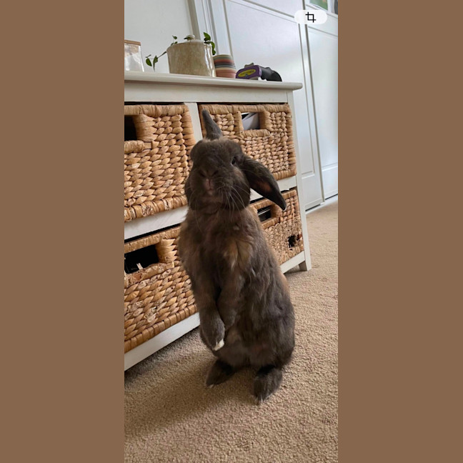 Photo of Emmett