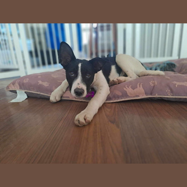 Photo of Bonnie