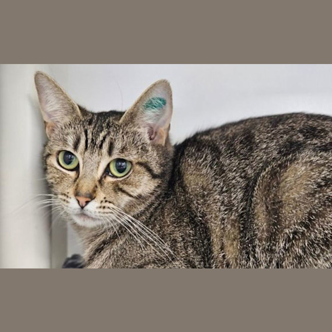 Photo of Angela Meowkel