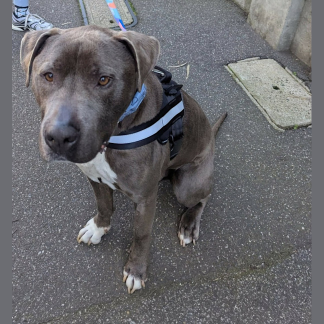 Photo of Diesel