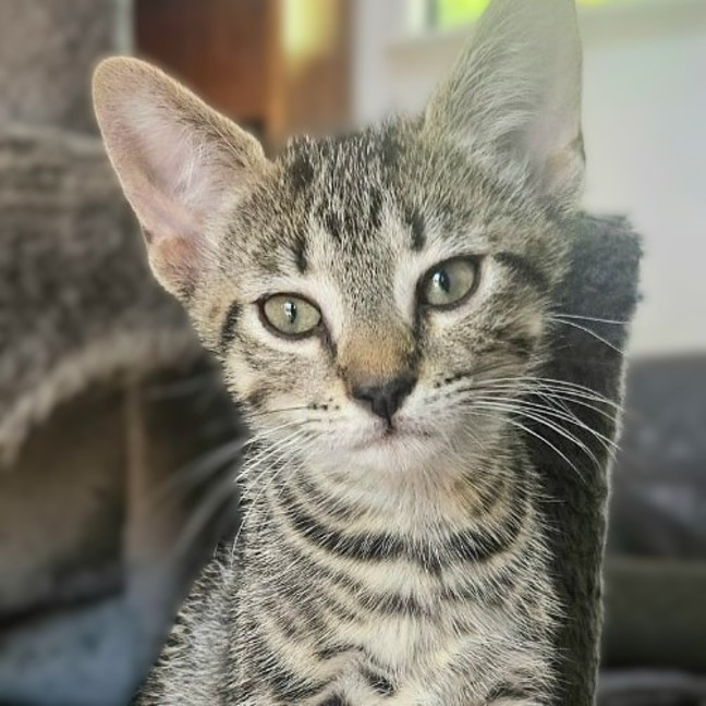 Photo of Ophelia