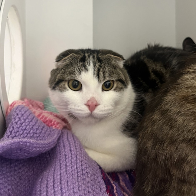 Photo of Angus (Gus)