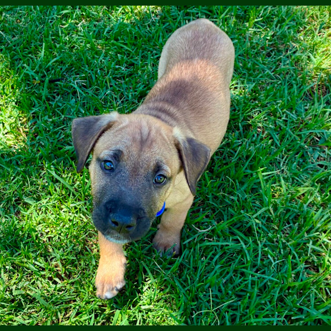 Photo of Snoopy   9 Week Old Cattle Dog X