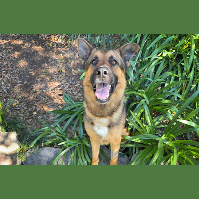 Photo of Diesel
