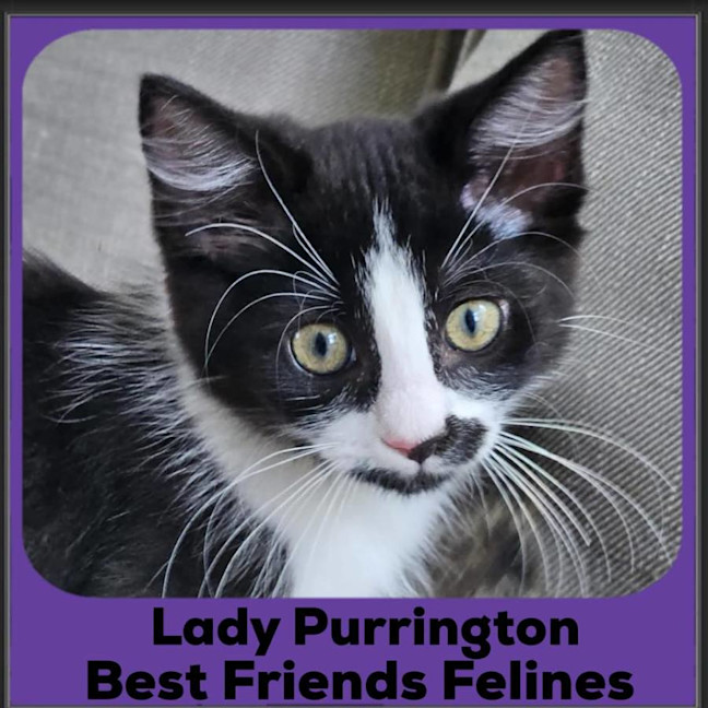 Photo of Lady Purrington 