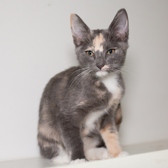 Photo of Kali