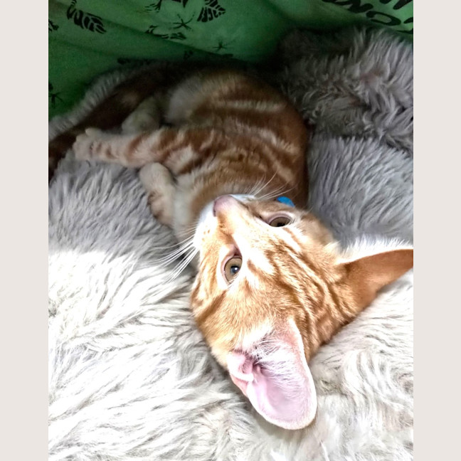Photo of Thor