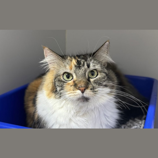 Photo of Heidi
