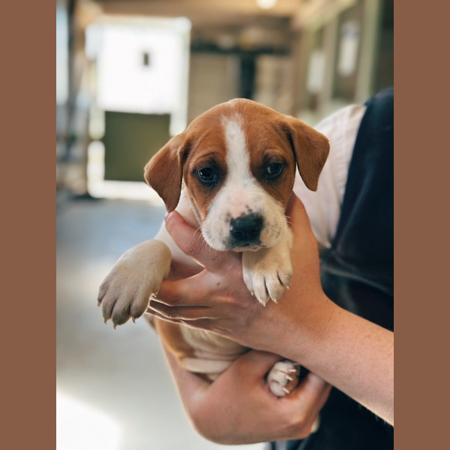 Photo of Tiki
