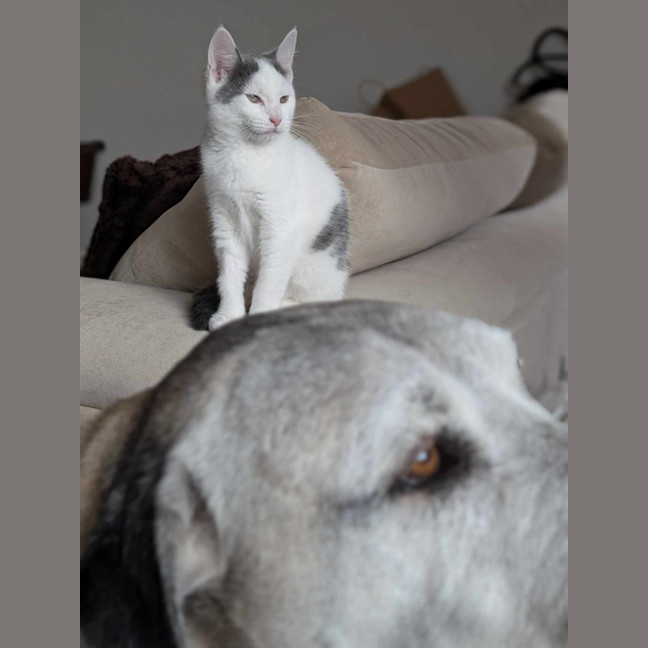 Photo of Tony Soprano   Located In Pascoe Vale South 