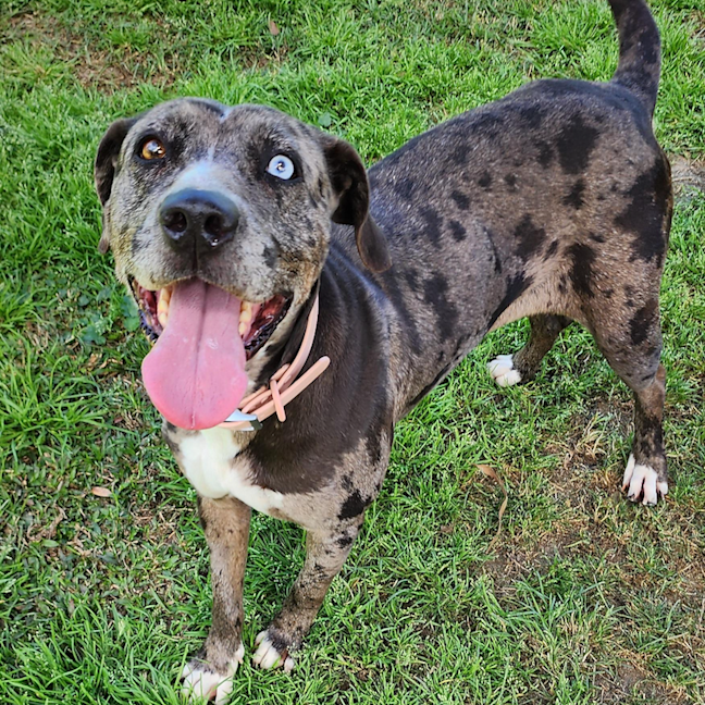 Photo of Opal